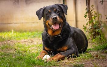 Neutering Rottweilers May Shorten Their Lifespan, Study Finds