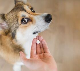 Is Melatonin Safe For Dogs?