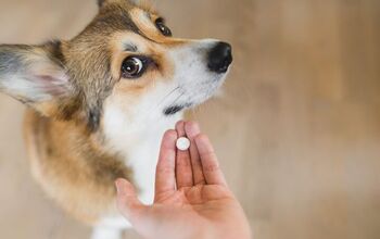 Is Melatonin Safe For Dogs?