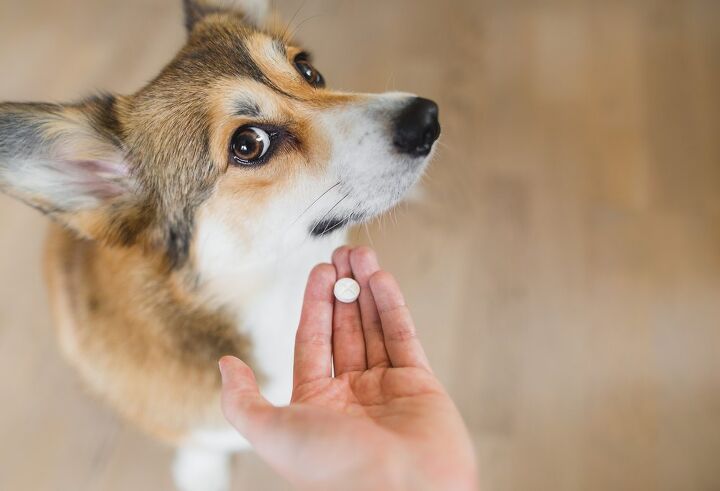 is melatonin safe for dogs, Jus Ol Shutterstock