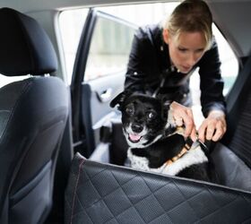how do i help a dog afraid of car rides, Photo credit Andrey Popov Shutterstock com