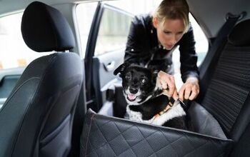 How Do I Help A Dog Afraid of Car Rides?