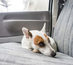 how do i help a dog afraid of car rides, Photo credit trezordia Shutterstock com