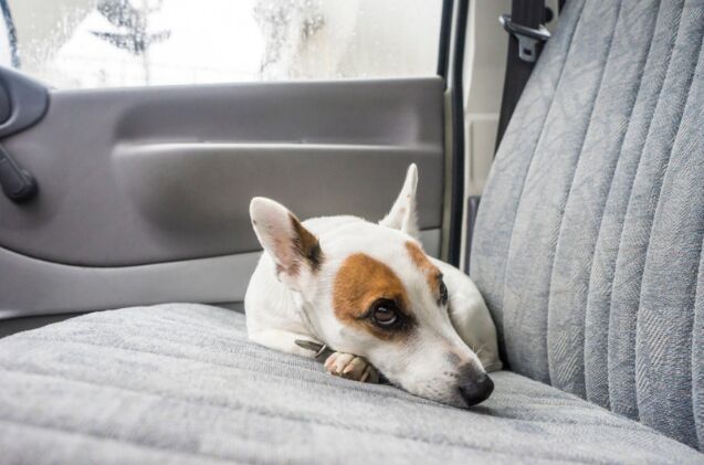 how do i help a dog afraid of car rides, Photo credit trezordia Shutterstock com
