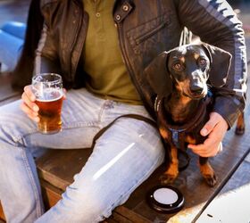 are dog bars the new dog park, Photo Credit Lau Bacanal Shutterstock com