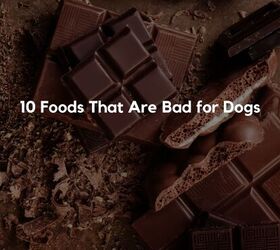 10 foods that are bad for dogs, 10 Foods That Are Bad for Dogs