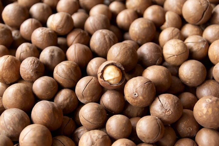 10 foods that are bad for dogs, Macadamia Nuts