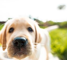 scientists found a new type of training that makes dogs better behaved, Sherbak photo Shutterstock