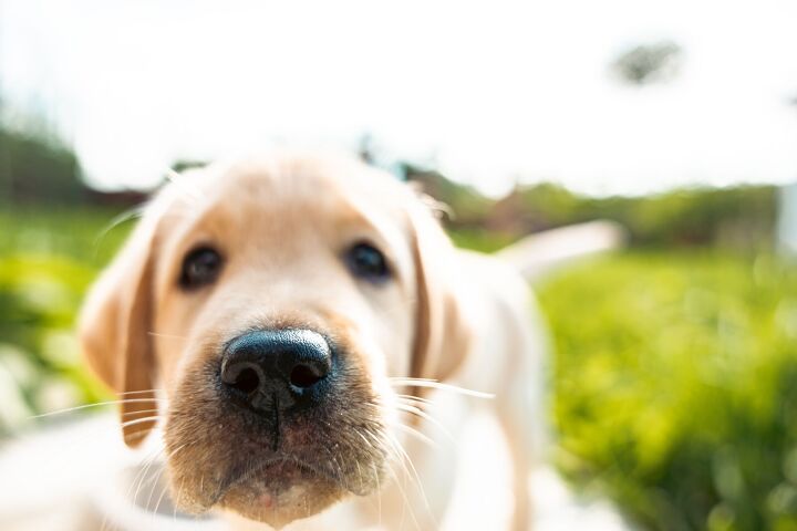Scientists Found a New Type of Training that Makes Dogs Better Behaved