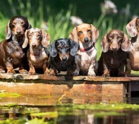 Auf Wiedersehen Wiener Dog -  Will Germany Ban Dachshunds?