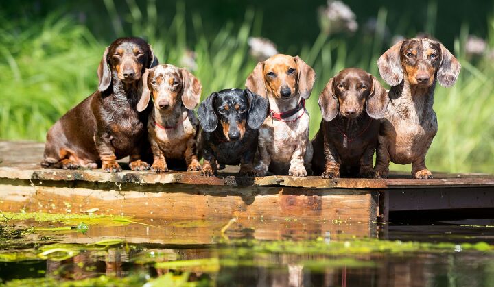 auf wiedersehen wiener dog will germany ban dachshunds, Liliya Kulianionak Shutterstock