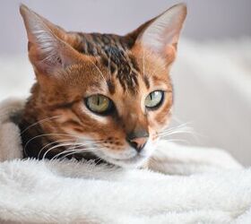 Hypothermia in Cats: What You Should Know