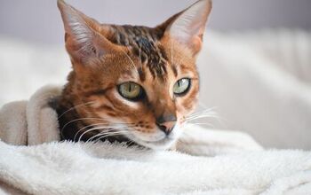Hypothermia in Cats: What You Should Know