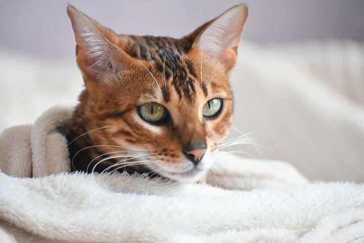 hypothermia in cats what you should know, Vanilin Ka Shutterstock