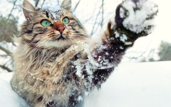 Can Cats Get Frostbite?