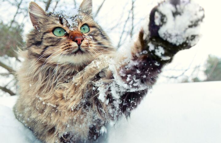 can cats get frostbite, vvvita Shutterstock