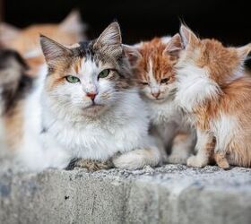 the us national park service is being sued over stray cats, Oxana Oliferovskaya Shutterstock