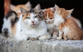 The US National Park Service is Being Sued Over Stray Cats