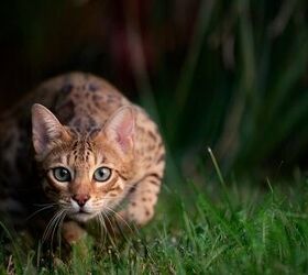 are bengal cats really that wild here s what science has to say, TheCats Shutterstock