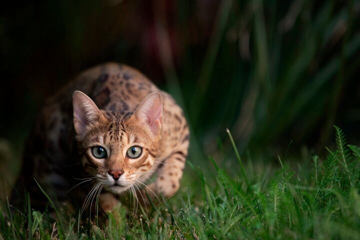 are bengal cats really that wild here s what science has to say, TheCats Shutterstock