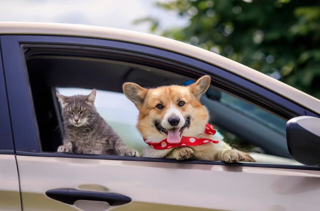 what to know when traveling across the us canada border with your pet, Photo credit Bachkova Natalia Shutterstock com