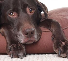 can you prevent joint pain in dogs, Hannamariah Shutterstock