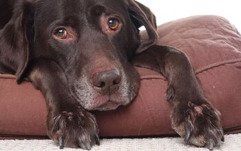 Can You Prevent Joint Pain in Dogs?