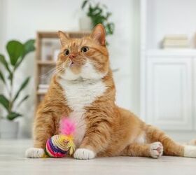 how much playtime does my cat need, New Africa Shutterstock