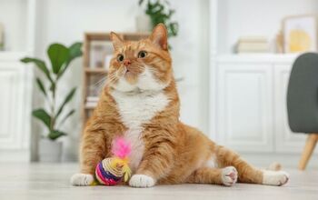 How Much Playtime Does My Cat Need?