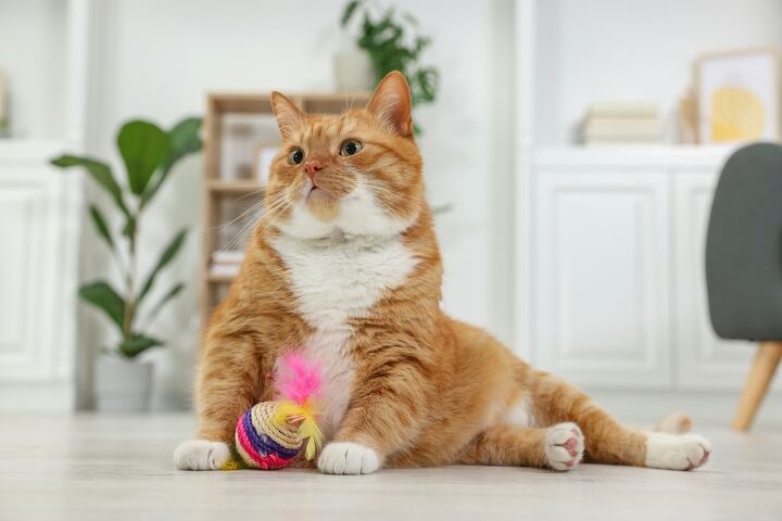 how much playtime does my cat need, New Africa Shutterstock