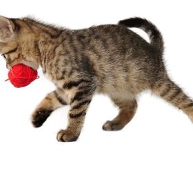 yes cats really do love a game of fetch on their terms, Photo Credit Cherry Merry Shutterstock com