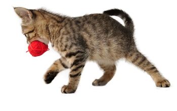 Yes, Cats Really Do Love a Game of Fetch... on Their Terms