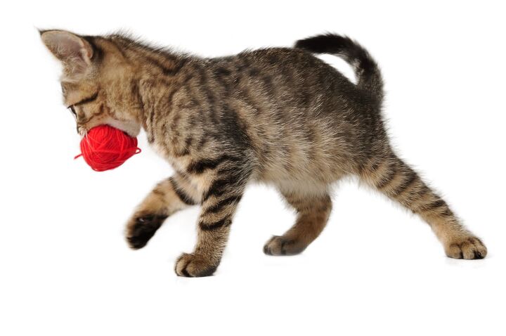yes cats really do love a game of fetch on their terms, Photo Credit Cherry Merry Shutterstock com
