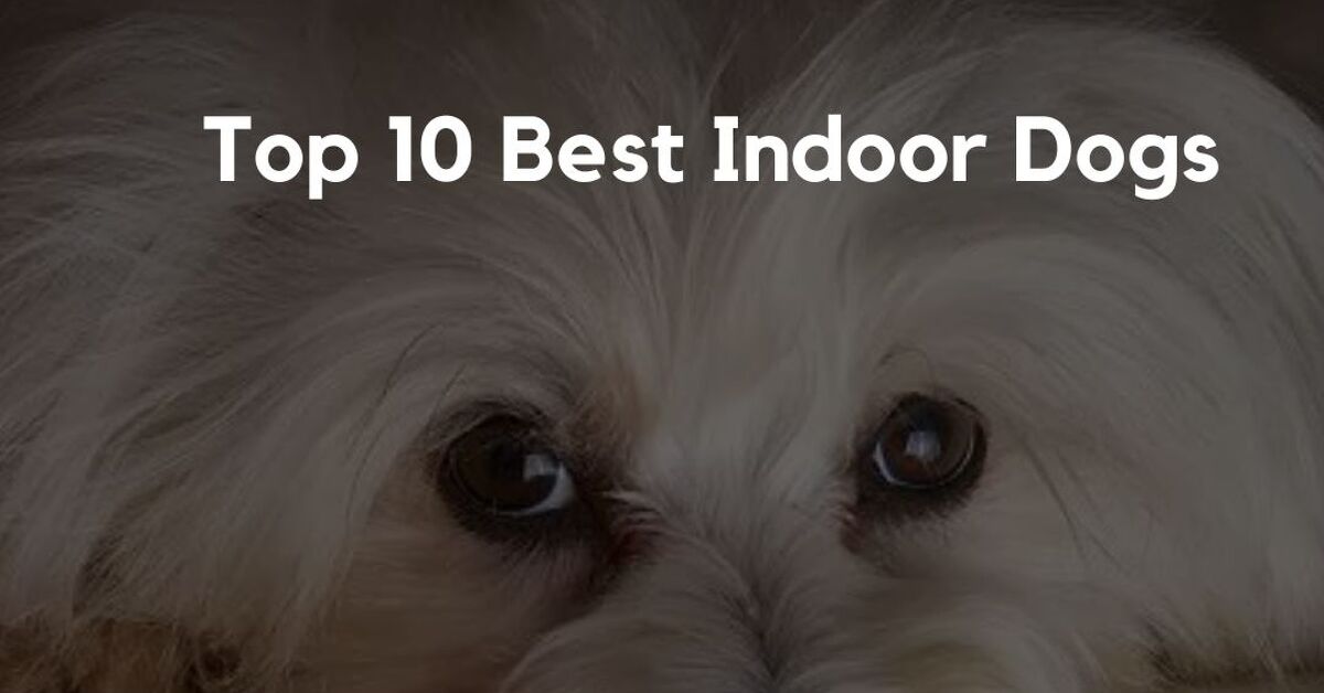 Top 10 Best Indoor Dogs | PetGuide