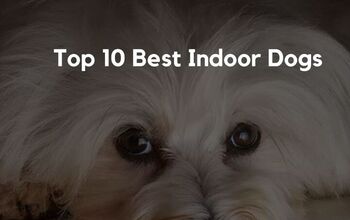 Top 10 Best Indoor Dogs