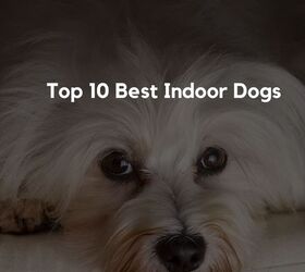 top 10 best indoor dogs, Top 10 Best Indoor Dogs