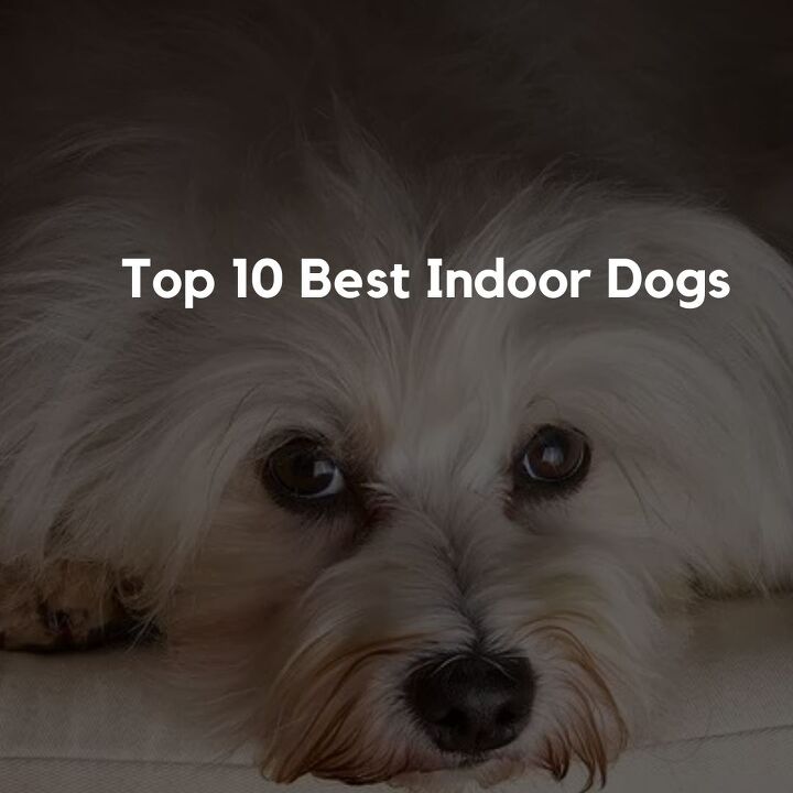 top 10 best indoor dogs, Top 10 Best Indoor Dogs