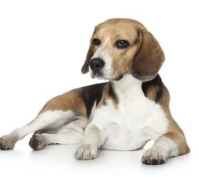 Best indoor medium dogs discount