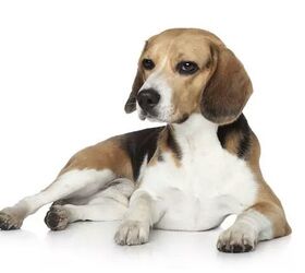 top 10 best indoor dogs, Beagle