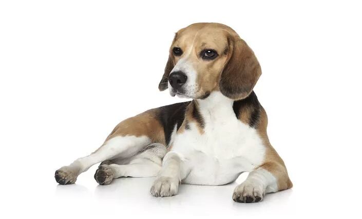 top 10 best indoor dogs, Beagle