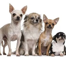 top 10 best indoor dogs, Chihuahua