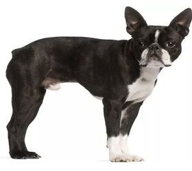 top 10 best indoor dogs, Boston Terrier