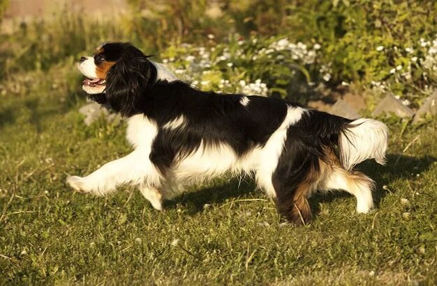 top 10 best indoor dogs, Cavalier King Charles Spaniel