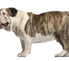 top 10 best indoor dogs, English Bulldog