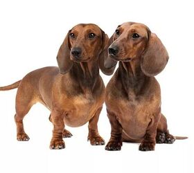 Best indoor medium dogs discount