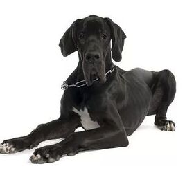 Top 10 Best Indoor Dogs PetGuide