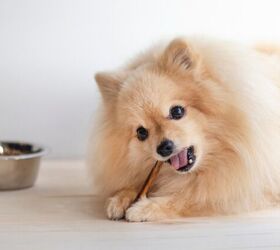 Are Collagen Chews Good for Dogs?