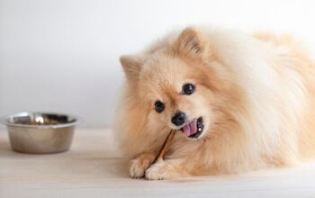 Are Collagen Chews Good for Dogs?
