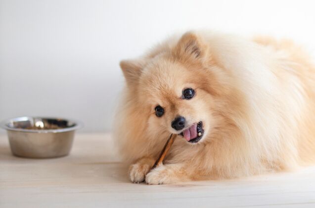 are collagen chews good for dogs, Photo credit EugeneEdge Shutterstock com