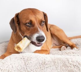 are collagen chews good for dogs, Photo credit sophiecat Shutterstock com